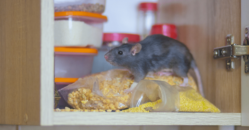 10 Warning Signs of a Rodent Problem in Your Home