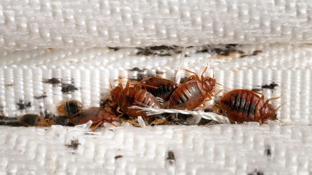 How Do I Get Rid Of Bed Bugs