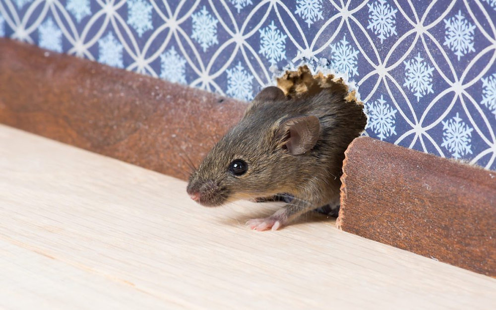 Common Types of Rodent Damage in Homes and How to Prevent Them
