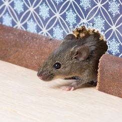 6 Signs You’ve Got a Rodent Problem