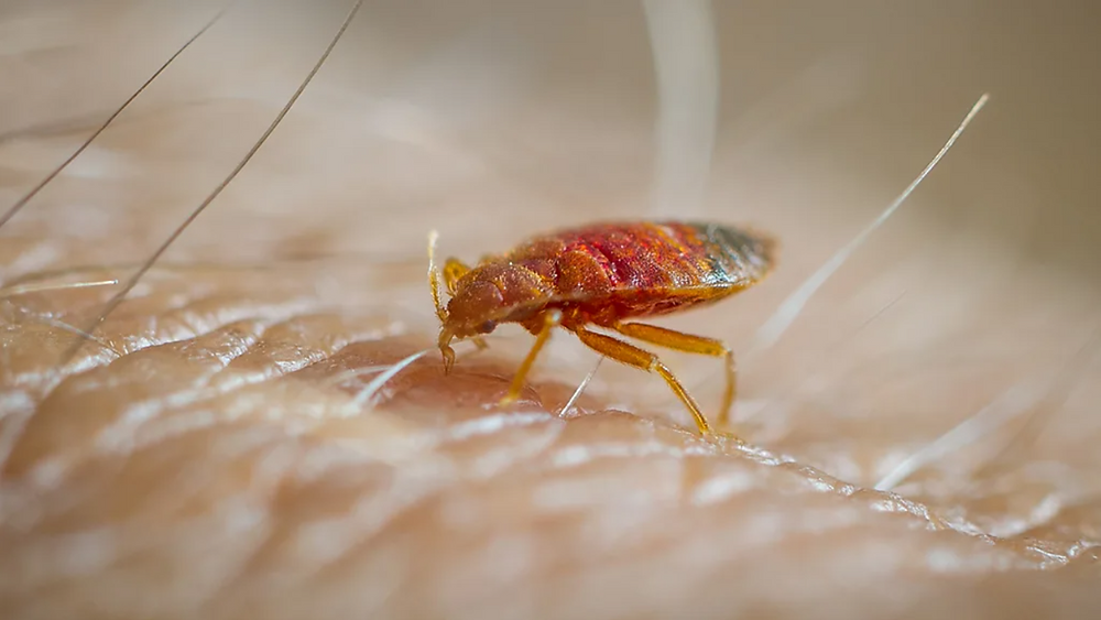 What Are Bed Bugs: Top Facts Every Homeowner Should Know