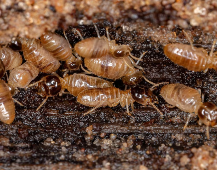 Identifying Termites: What Do Termites Look Like and Why It Matters