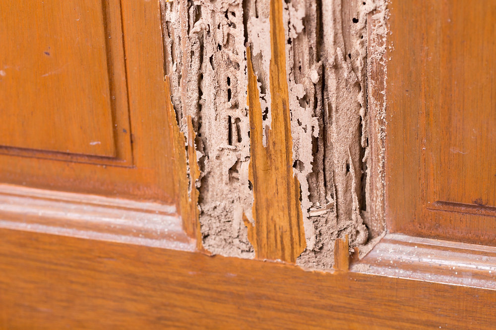 What Causes Termites and How to Stop Them From Spreading