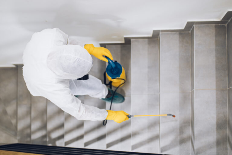 Rodent Removal Cost: Is It Worth Investing in Professional Help?