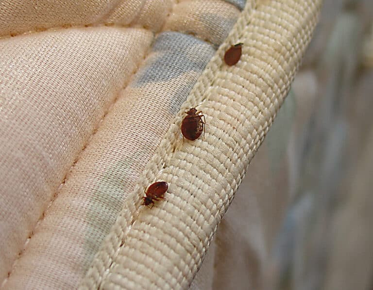 How to Check for Bed Bugs: Effective Methods and Tools You Need