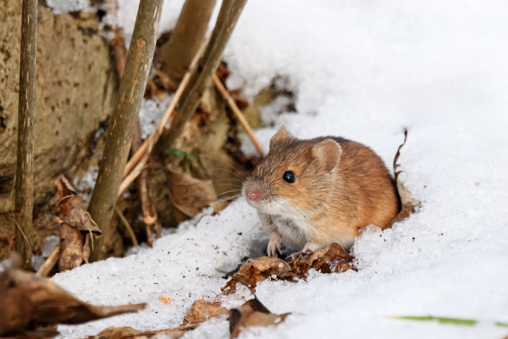 Winter Pests to Watch Out For: Prevention Tips