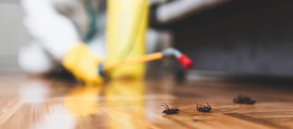 Hidden Costs of Ignoring Pest Issues
