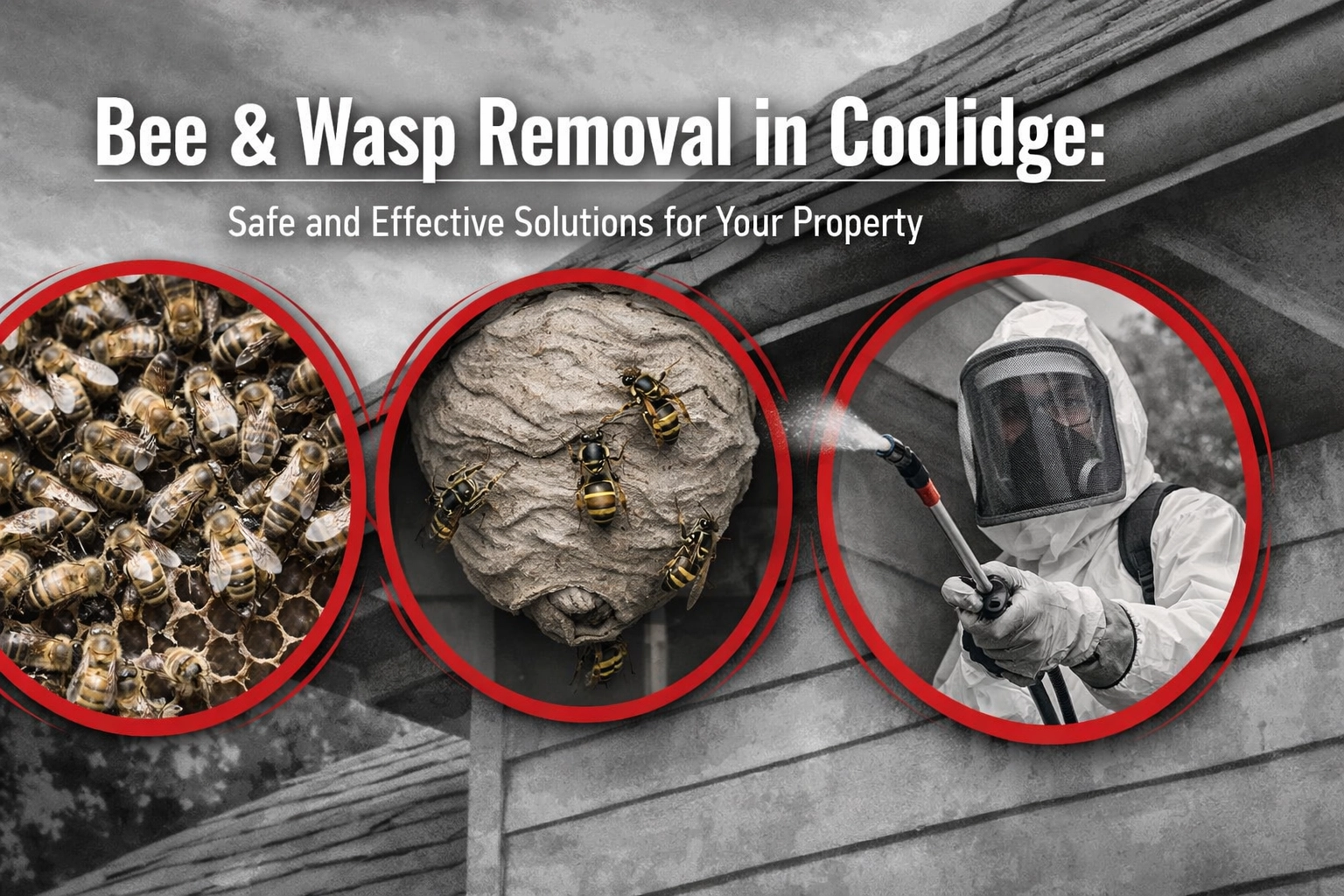 Bee & Wasp Removal in Coolidge: Safe and Effective Solutions for Your Property