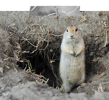 Gophers