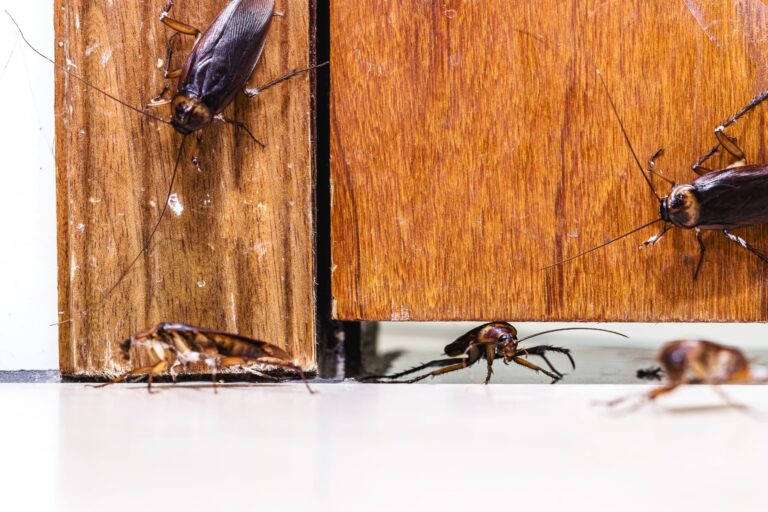 Health Risks Associated with Pest Infestations in Coolidge Homes