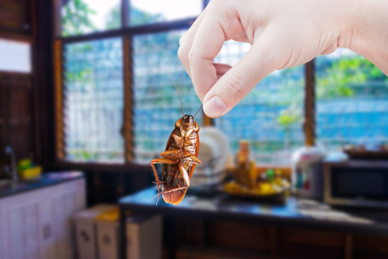 How to Prepare Your Coolidge Home for Summer Pests