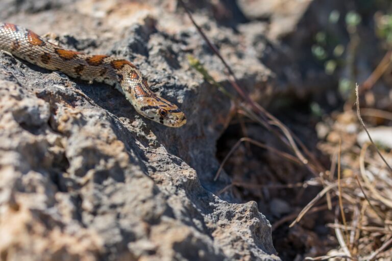 How Extreme Heat Changes Pest Behavior in Coolidge